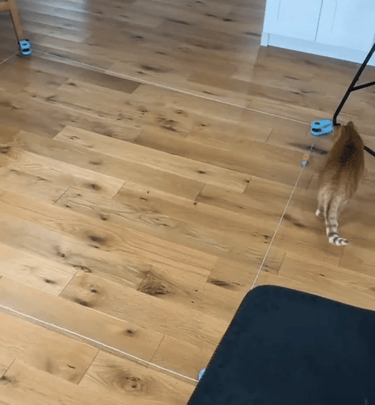 automatic-cat-toy-on-wooden-floor