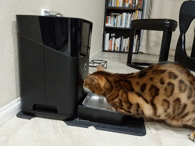 petco automatic feeder